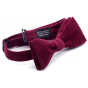 Burgundy Velvet Bow Tie - Le Coq En Pap